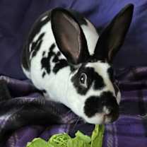 Thumbnail photo of Persephone #1