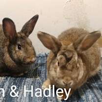 Thumbnail photo of Hadley & Marston #1
