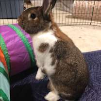 Thumbnail photo of Olive #3