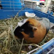Thumbnail photo of Boosie #2