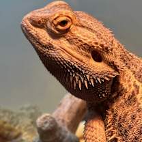 Thumbnail photo of Pete #2