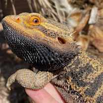 Thumbnail photo of Mushu #2