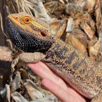 Thumbnail photo of Mushu #3