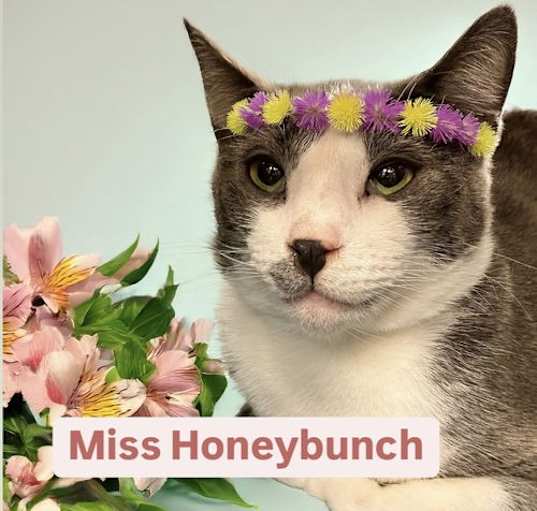 Photo of Miss Honeybunch  Martinez PFE   April 26th