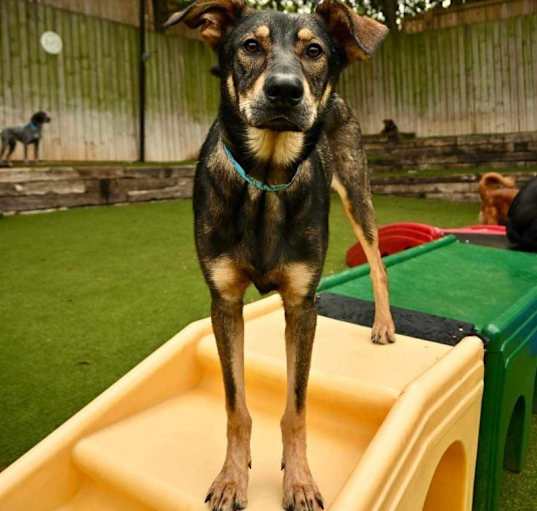 Photo of Caesar