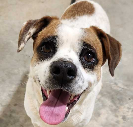 Photo of Buddy