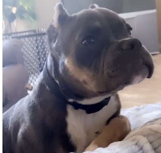 Photo of Tyson