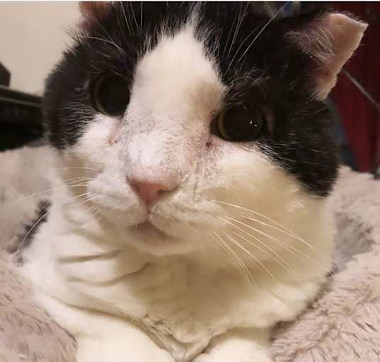 Photo of Boris