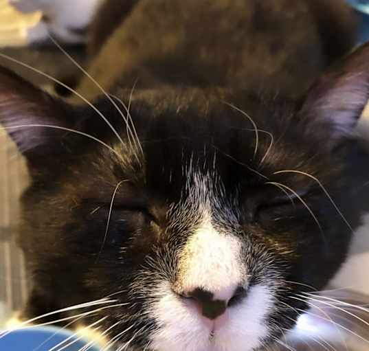Photo of Hugo