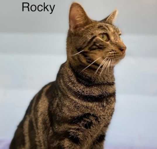 Photo of Rocky - Center