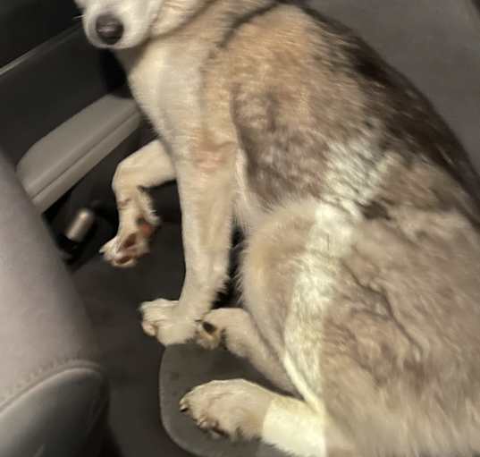 Photo of Daisy