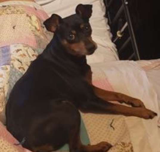 Photo of COOKIE-Special Needs