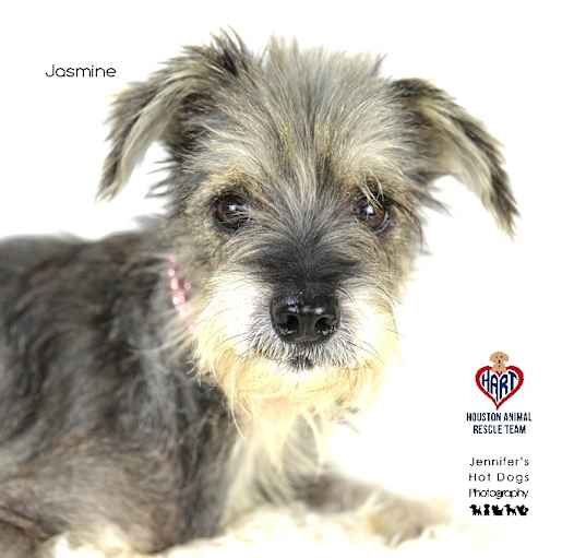 Photo of Jasmine