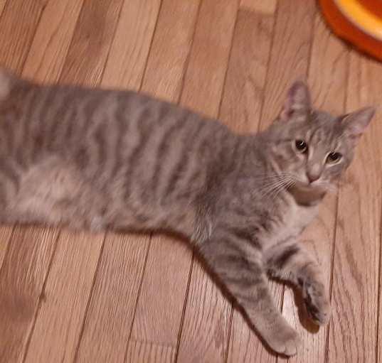Photo of Frankie