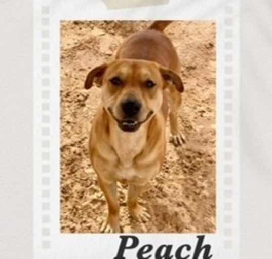 Photo of Peach