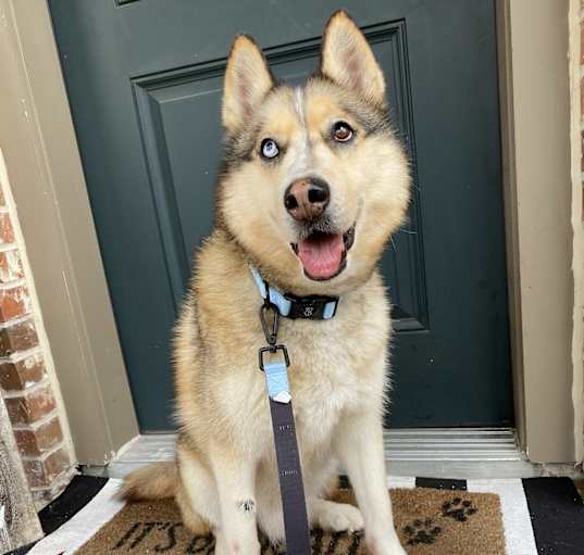 Photo of Apollo - gentle Husky