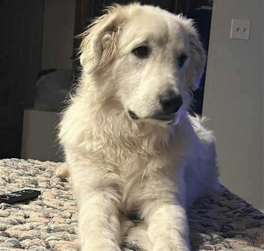 Photo of Bodhi