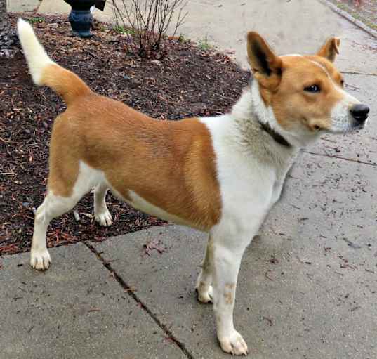 Photo of Koda