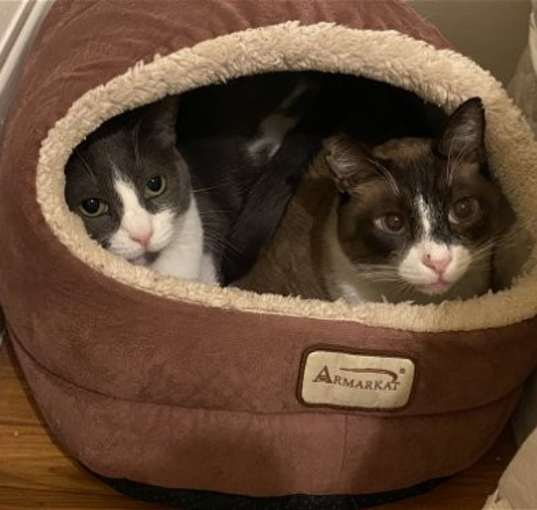 Photo of Pip and Ollie