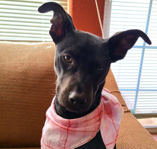 Photo of Maisey
