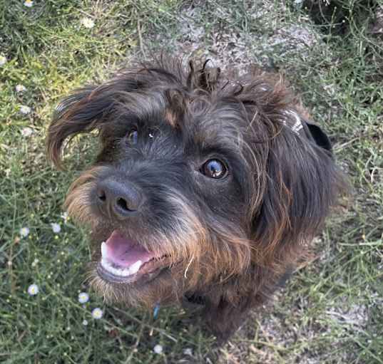 Photo of Romeo