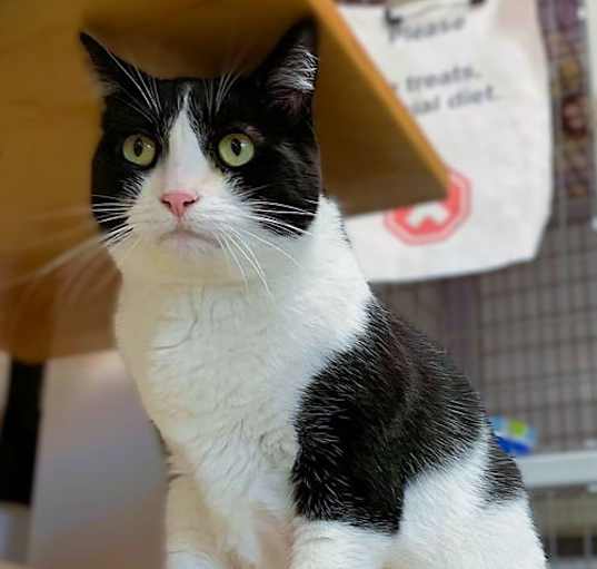 Photo of Luna