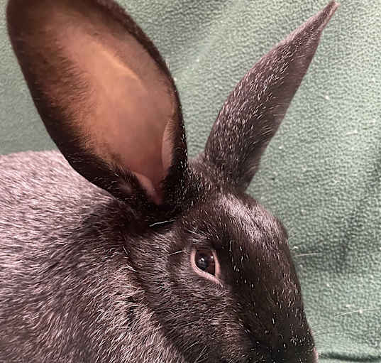 Photo of El