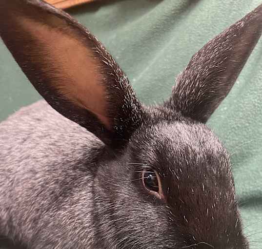 Photo of Charles
