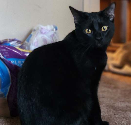 Photo of Raiden