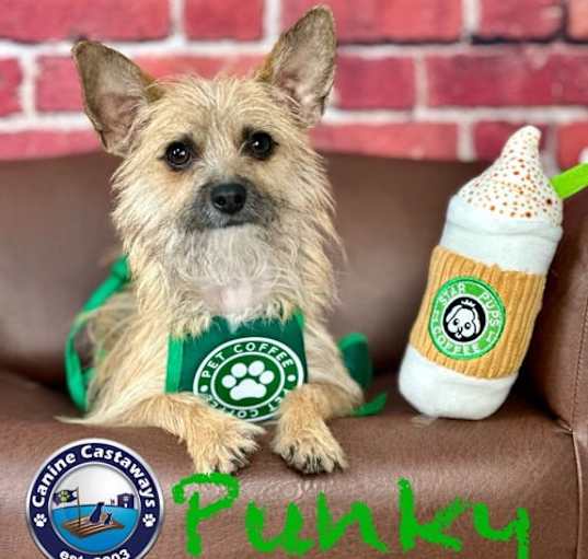 Photo of Punky