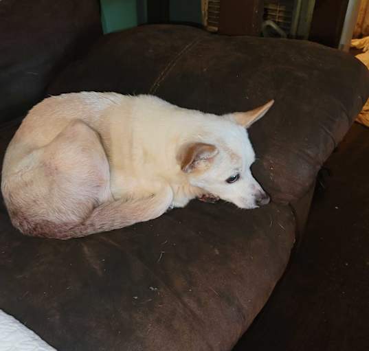 Photo of POOPSY