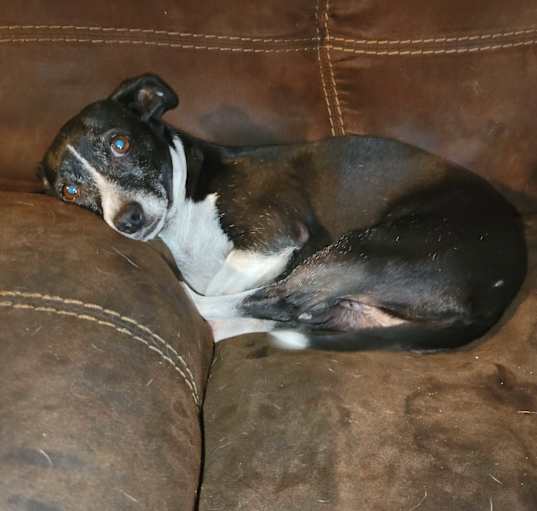 Photo of MILLIE
