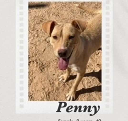 Photo of Penny