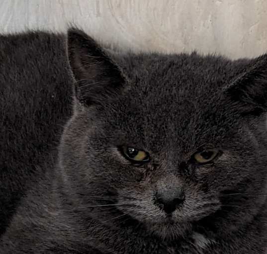 Photo of Stormy