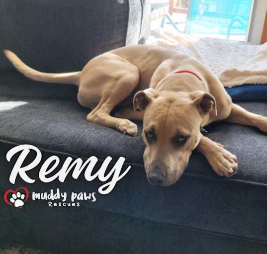 Photo of Remy (Courtesy Post)