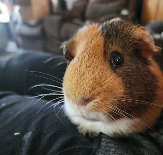 Photo of Walter