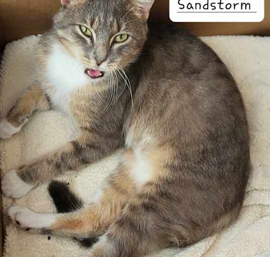 Photo of Sandstorm
