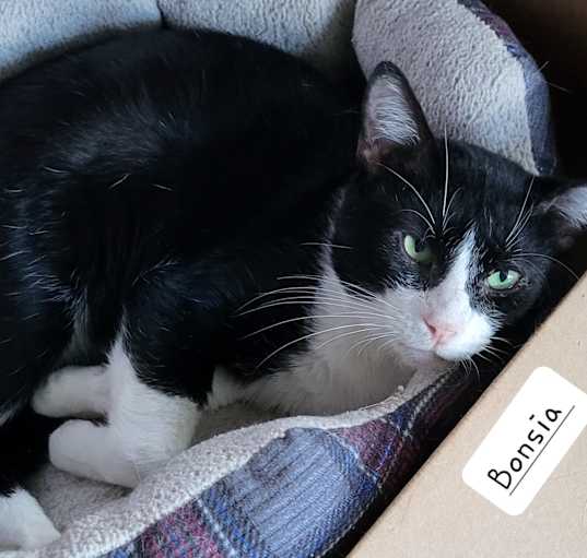 Photo of Bonsai