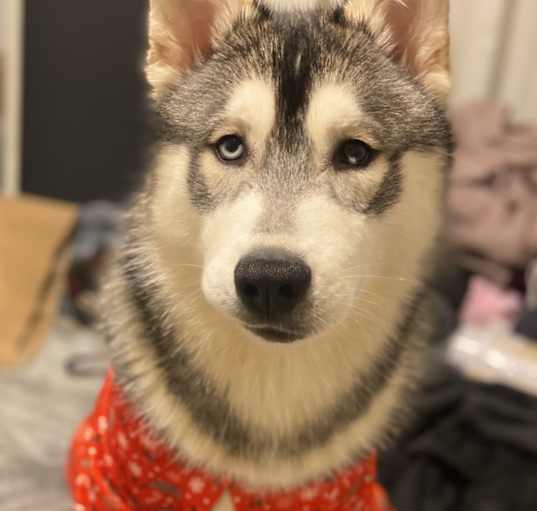 Photo of Stitch