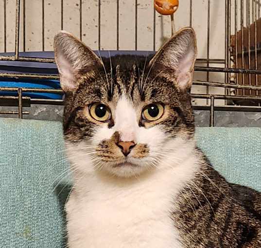 Photo of Checkers