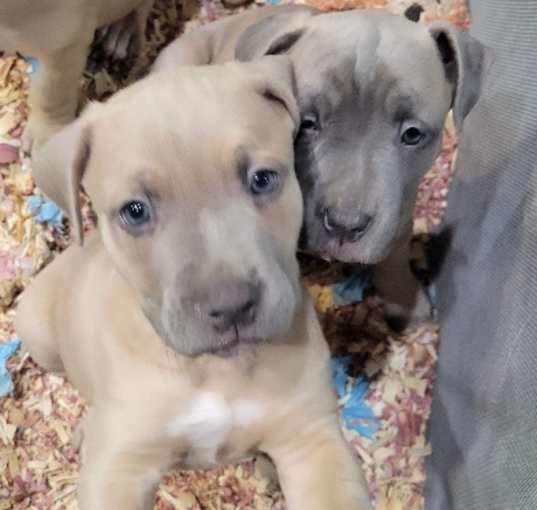 Photo of Puppy