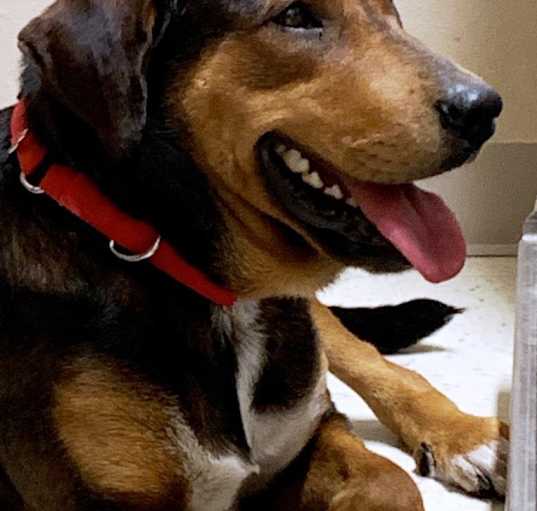 Photo of CHESTER