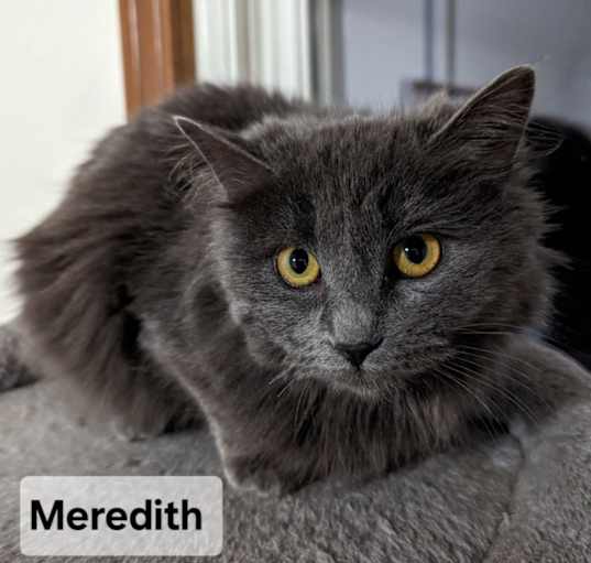 Photo of Meredith