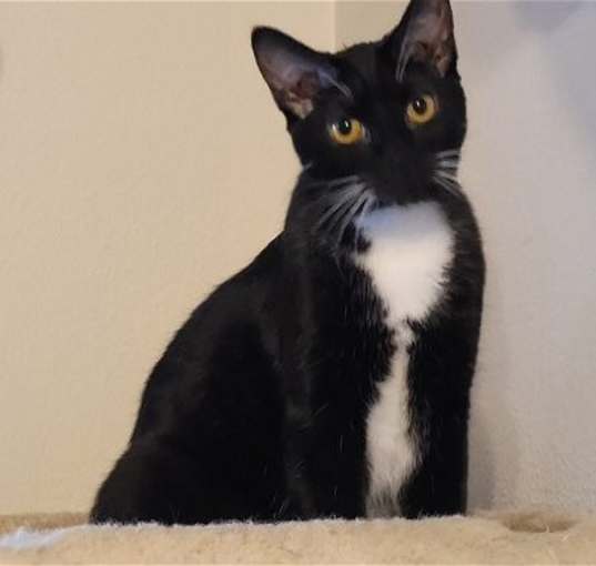 Photo of Tulip (Napa HM)