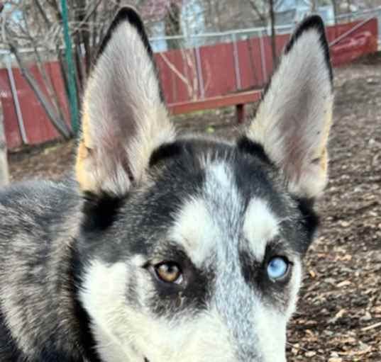 Photo of Chester