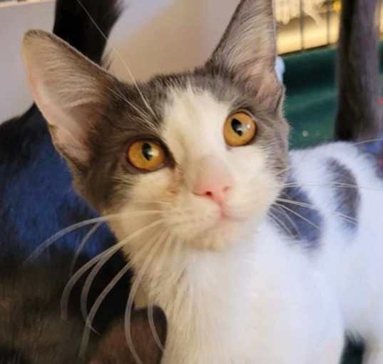 Photo of Octavia