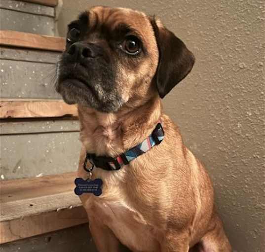 Photo of Odin - Sweet Puggle