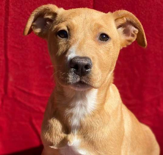 Photo of Cinnamon