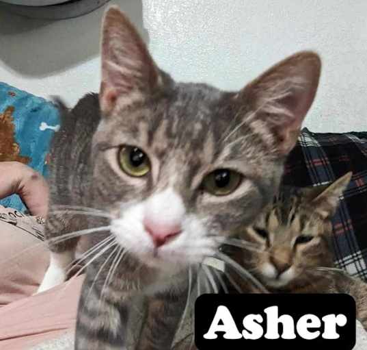 Photo of Asher