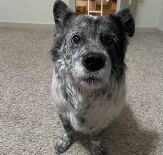 Photo of Mochi